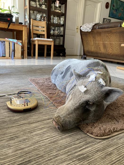 Pig with EEG