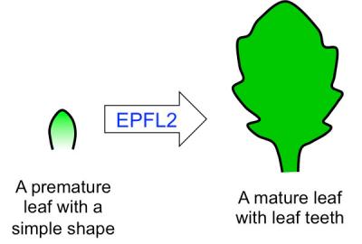 Leaf Teeth