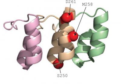 Receptor