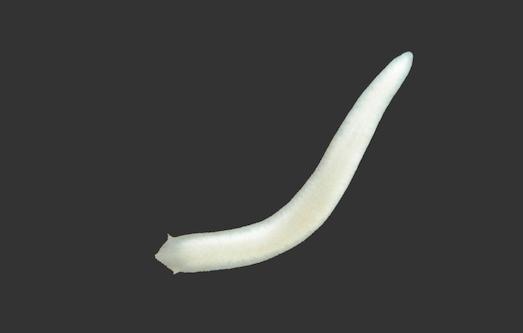 <i>Girardia multidiverticulata</i>