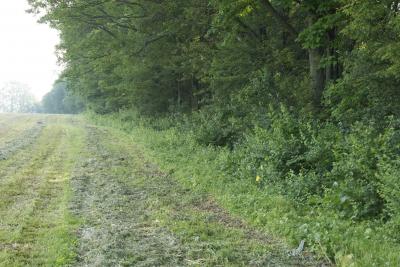 Mowed Field