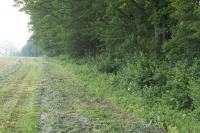 Mowed Field