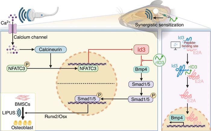 How ID3-directed sonogenetics enhances bone-defect healing