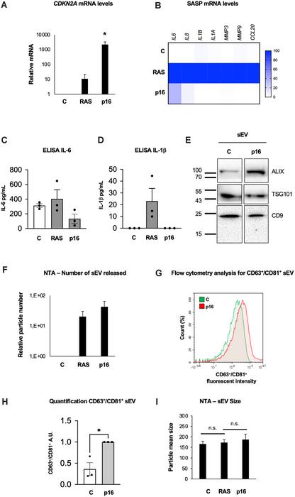 Small extracellular vesicles as mediators of paracrine senescence in cellular models of aging