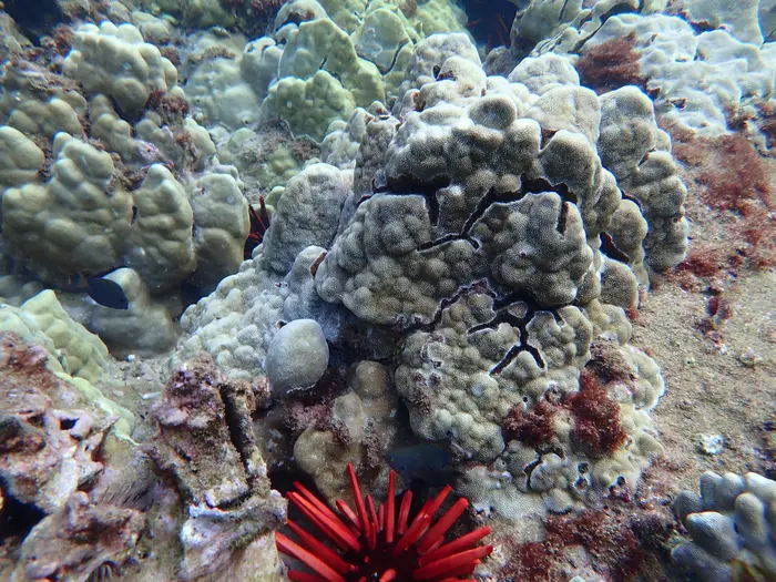 Coral reef.
