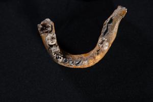 The lower jaw of Skhul I child showing features characteristics of Neanderthals.