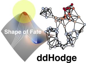 Conceptual illustration of ddHodge, a geometry-preserving framework for reconstructing cell-state dynamics from single-cell data