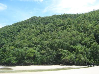 Lowland Forest
