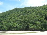 Lowland Forest