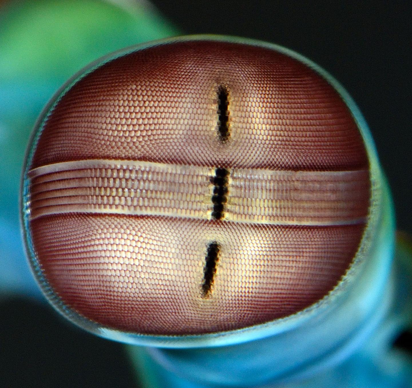 An Eye Like No Other
