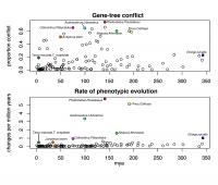 Plots showing coinciding spikes of gene-tree conflict and rates of phenotypic evolution of gymnosperms