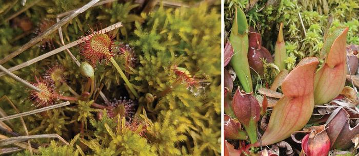 Carnivorous state-listed plants in Illinois