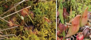 Carnivorous state-listed plants in Illinois