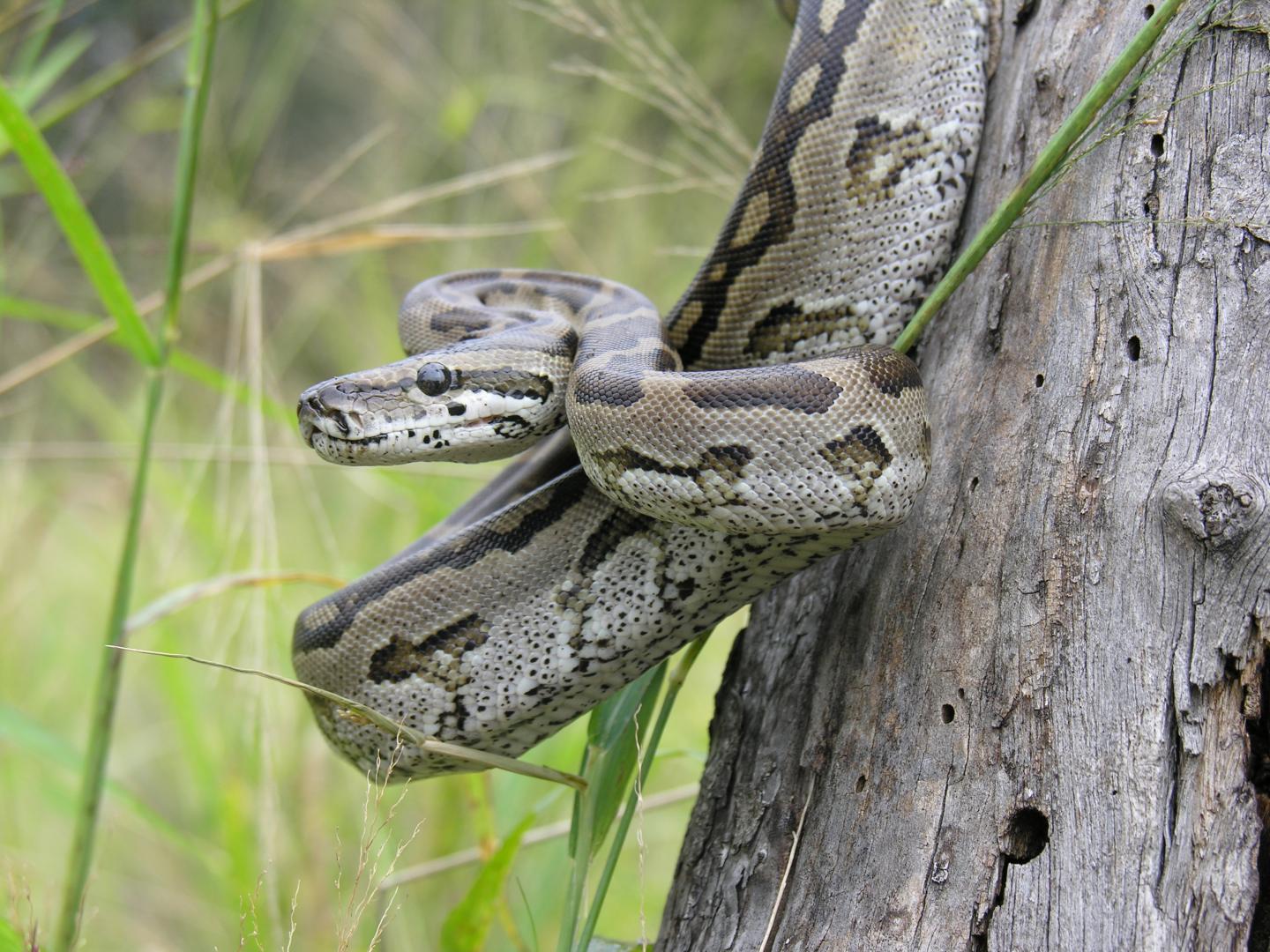 Python