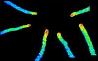 Calcium Oscillations in the <i>Arabidopsis Thaliana</i> Pollen Tube