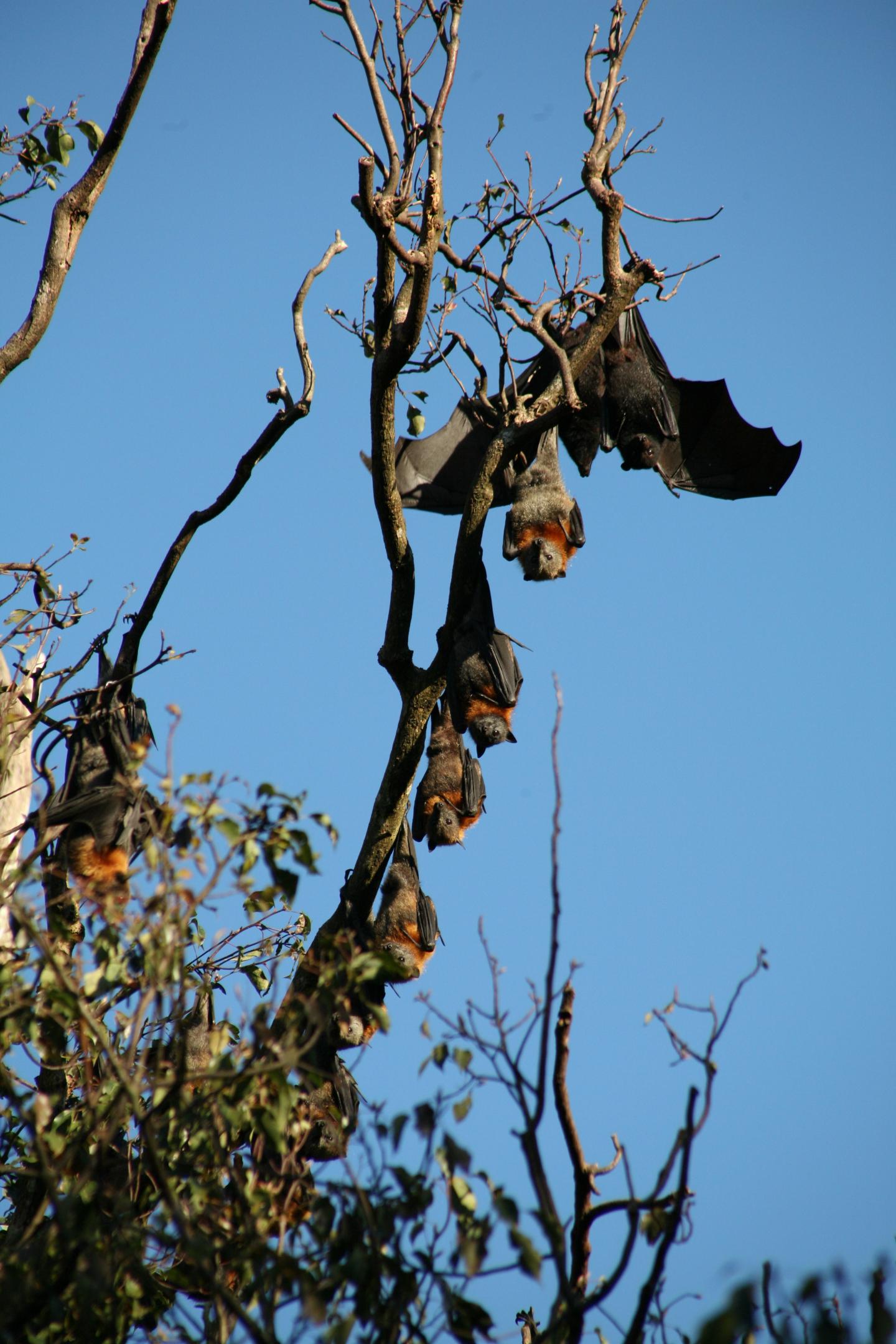Bats