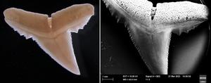 Shark teeth