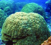 Corals