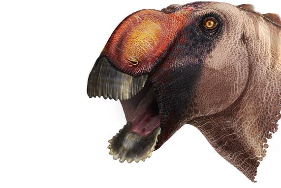 <em>Aquilarhinus Palimentus</em>