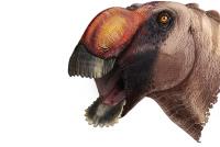 <em>Aquilarhinus Palimentus</em>