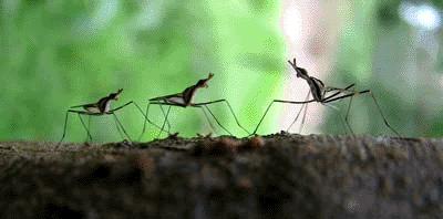 Giant Stilt-Legged Flies