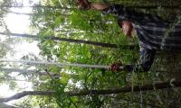 Scientist Collecting Leaves in a Secondary Forest in Brazil