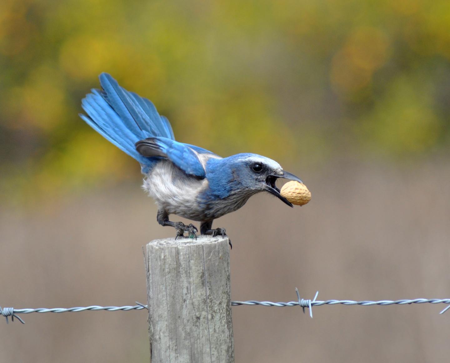 Florida Scrub-Jay