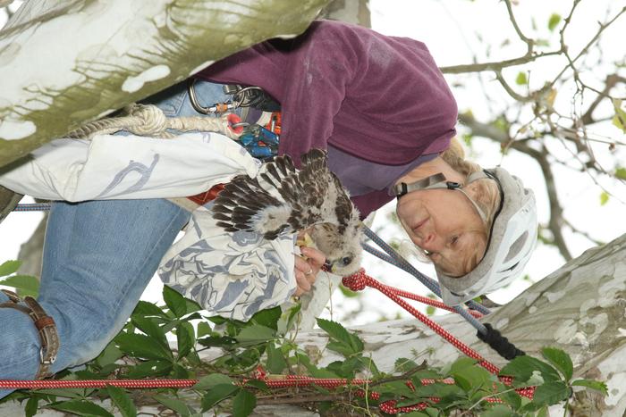 Banding Nestlings