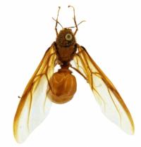 Male Leafcutter Ant