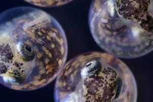 Embryonic killifish faces