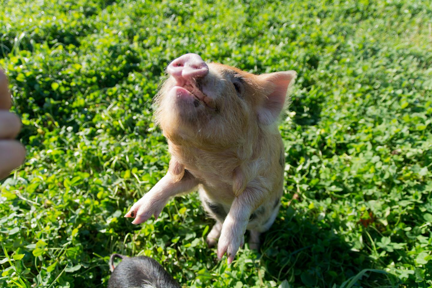 Kune Kune Piglet