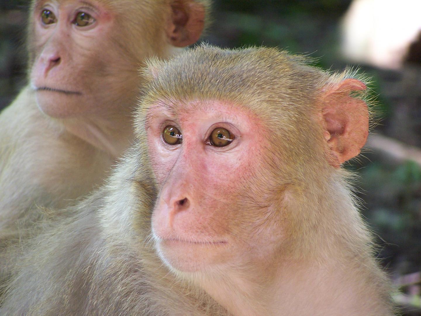 Rhesus macaque