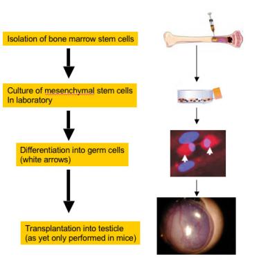 Early-Stage Sperm Cells Culture Process