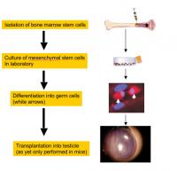 Early-Stage Sperm Cells Culture Process
