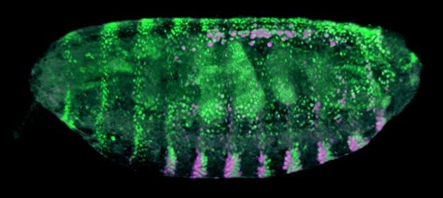 Fruit Fly Embryo in 3D