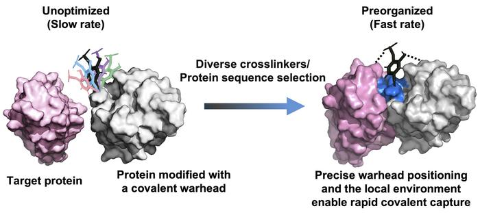 The principle for developing fast-acting covalent proteins via comprehensive crosslinker and protein sequence engineering.