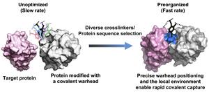 The principle for developing fast-acting covalent proteins via comprehensive crosslinker and protein sequence engineering.