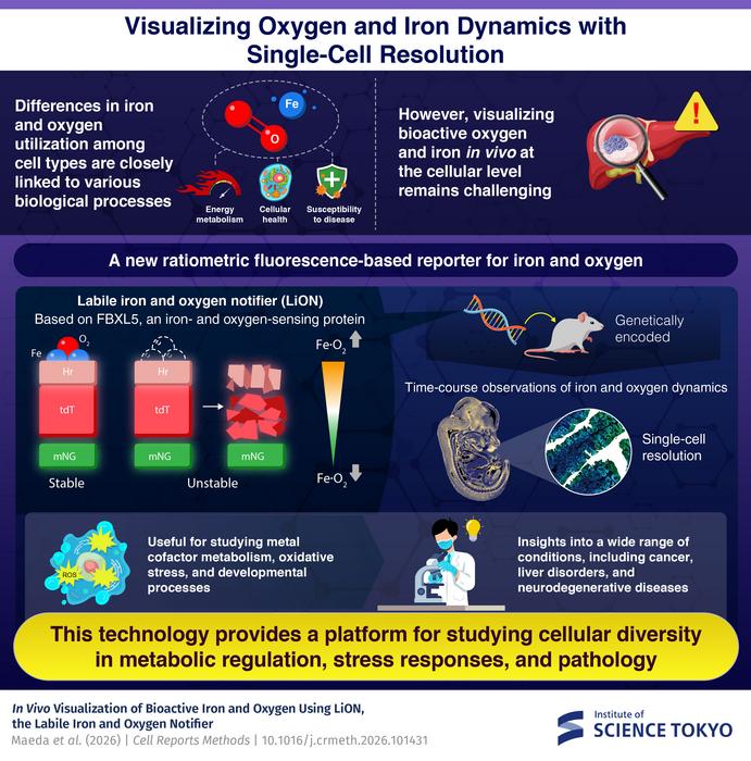 Visualizing Oxygen and Iron Dynamics with Single-Cell Resolution