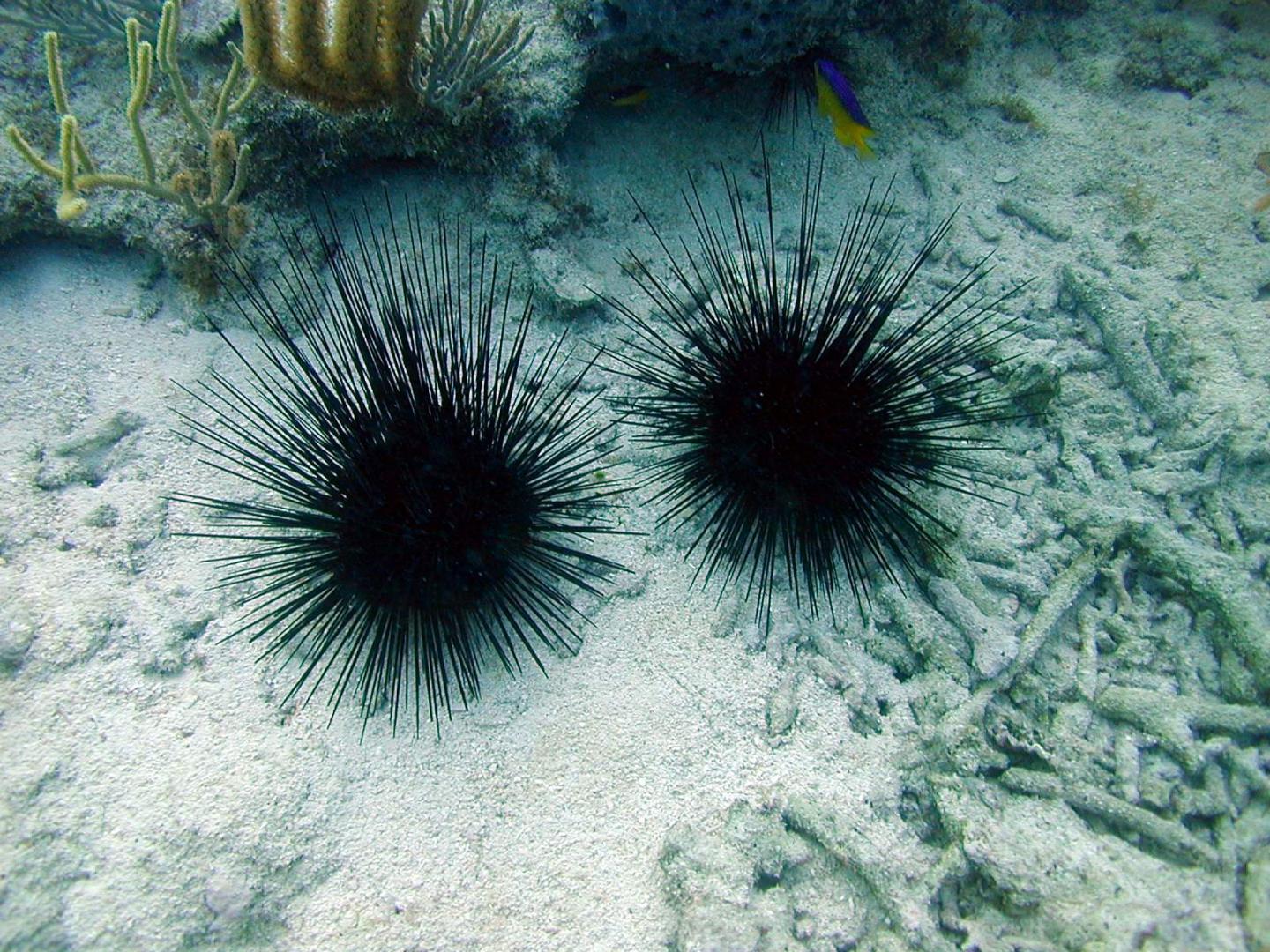 Diadema