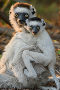 Verreaux's Sifaka