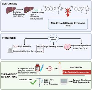 Mechanisms and Prognostic Assessment Value of Thyroid Hormone in Liver Failure
