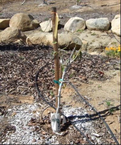 Effect of Root Rot