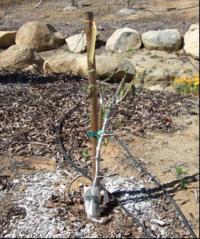 Effect of Root Rot
