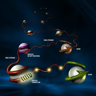 Scientists Reveal Structure of Gateways to Gene Control