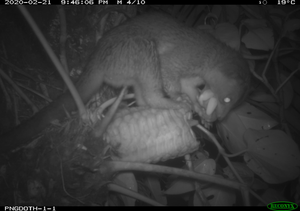 Olingos on camera trap