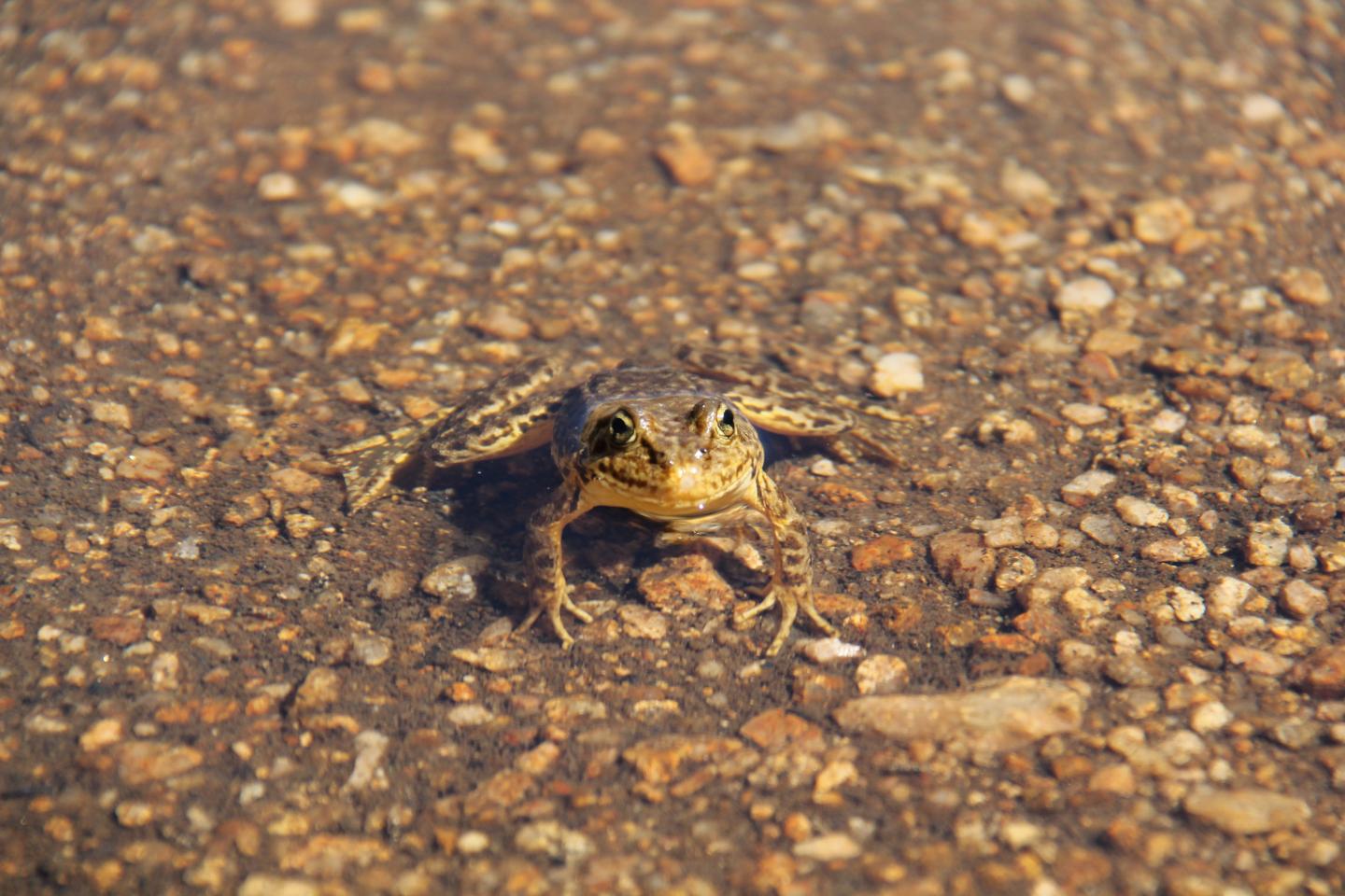 Mountain Yellow-legged Frog
