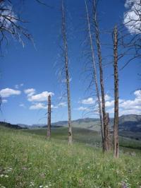 Yellowstone