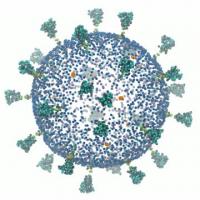 Animation - Modes of Motion, SARS-CoV-2 Virion
