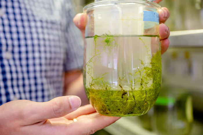 Utricularia and daphnia