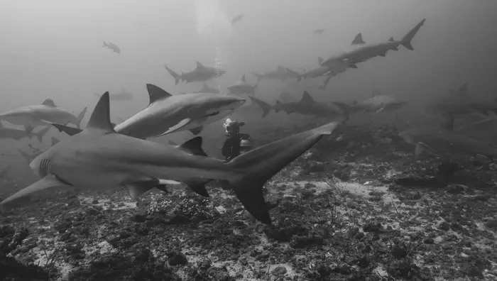Natasha D. Marosi among bull sharks